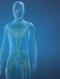 Das Immunsystem in Balance – als 3D-Video
