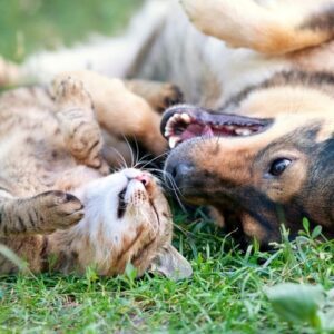 Tiermedizin
